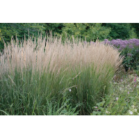 Calamagrostis Karl Foerster 50