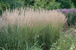 Calamagrostis Karl Foerster 21