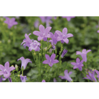 Campanula Birch Hybrid 21
