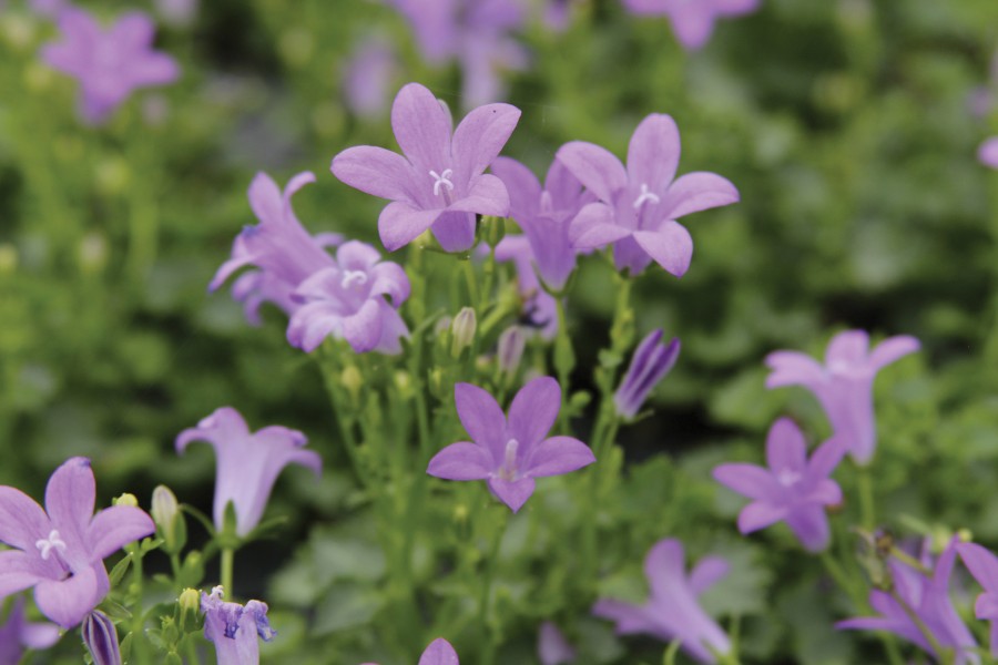 Campanula Birch Hybrid 72