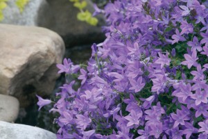 Campanula Blue Waterfall 72