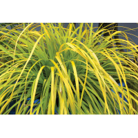 Carex EverColor Everillo 72