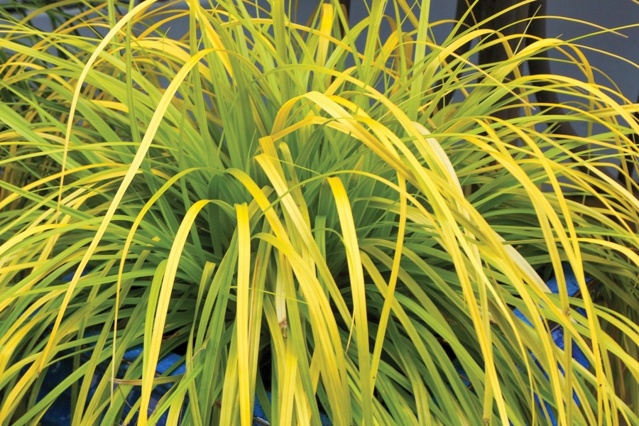 Carex EverColor Everillo 72