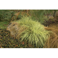 Carex Evergold 21