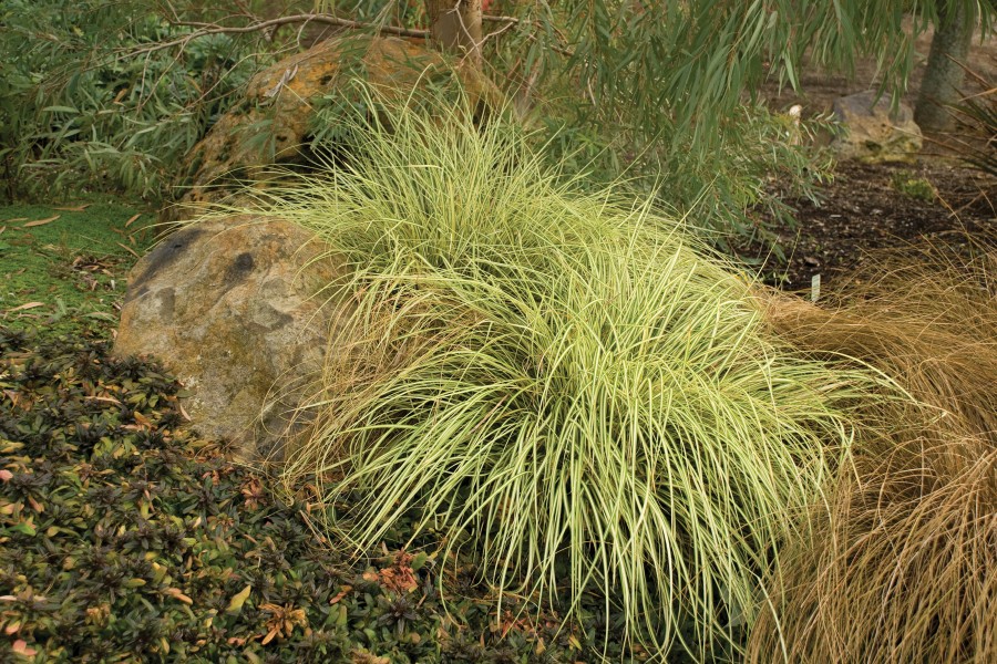 Carex Evergold 21