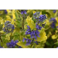 Caryopteris Gold Crest 21