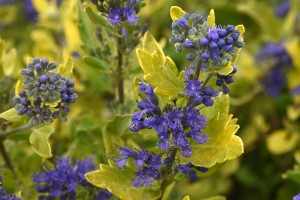 Caryopteris Gold Crest 21