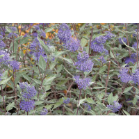 Caryopteris Longwood Blue 72