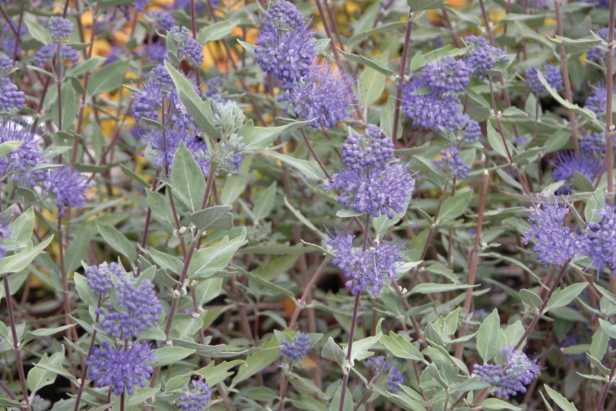 Caryopteris Longwood Blue 21