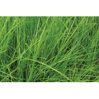 Carex appalachica 72