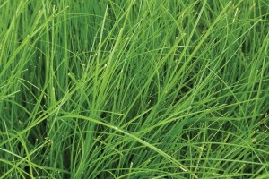 Carex appalachica 21