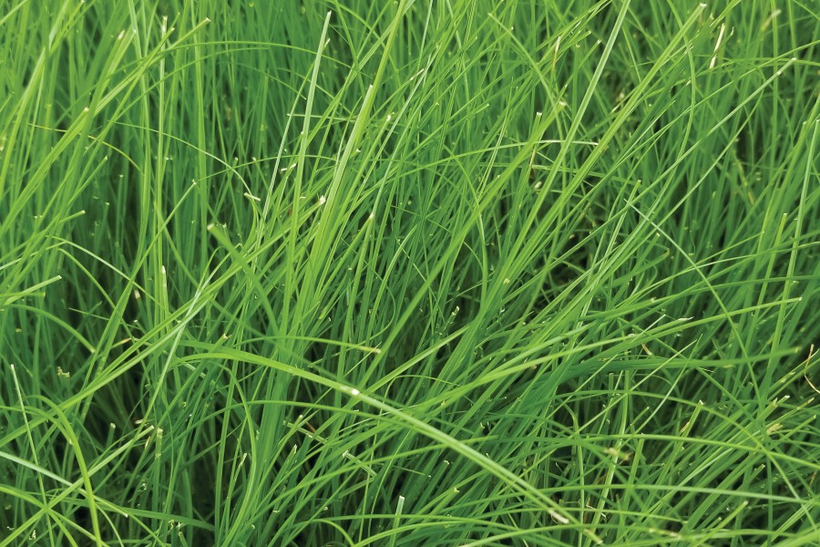 Carex appalachica 21