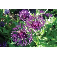 Centaurea Amethyst Dream 72