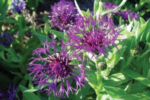 Centaurea Amethyst Dream 72