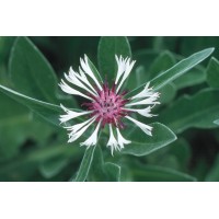 Centaurea Amethyst in Snow 72