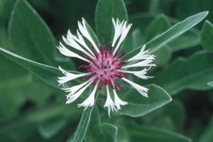 Centaurea Amethyst in Snow 72
