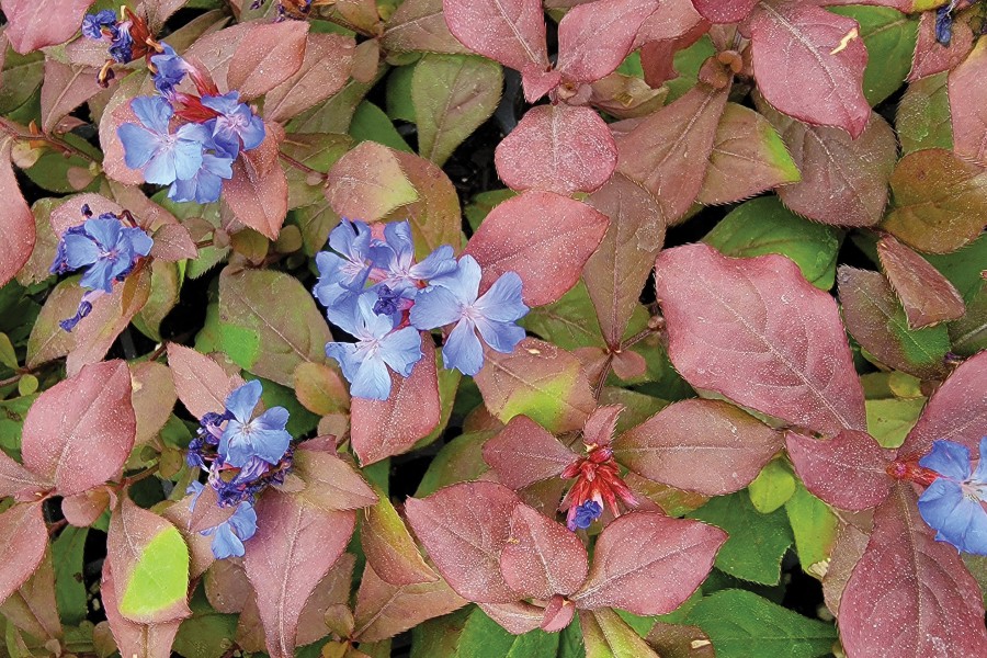 Ceratostigma plumbaginoides 21