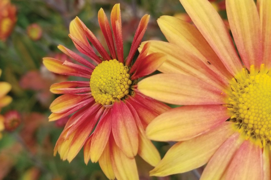 Chrysanthemum Campfire Glow 72