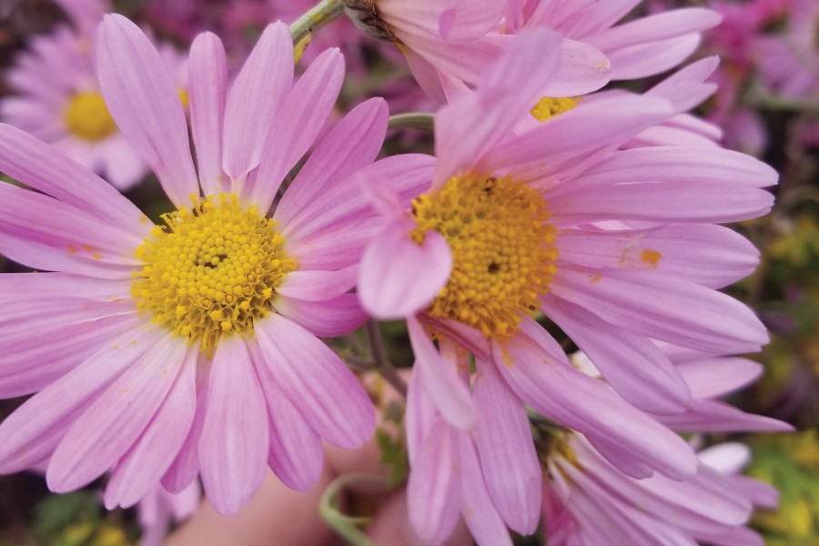 Chrysanthemum Raspberry Sorbet 72