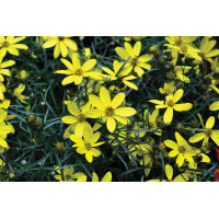 Coreopsis Electric Avenue 21