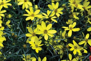 Coreopsis Electric Avenue 21