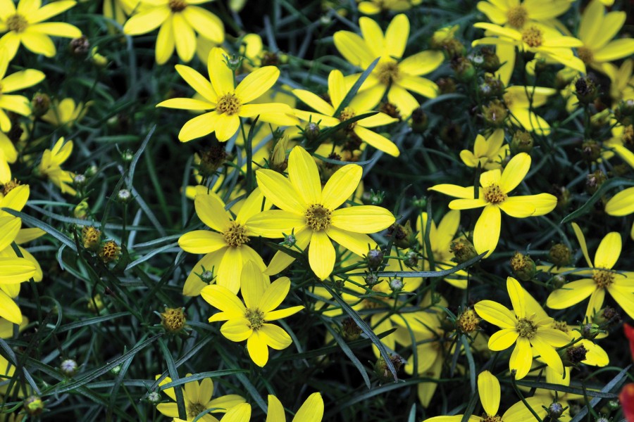 Coreopsis Electric Avenue 72