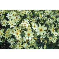 Coreopsis Moonbeam 21