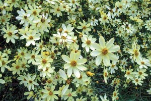 Coreopsis Moonbeam 21