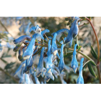 Corydalis Porcelain Blue 72