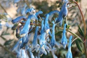 Corydalis