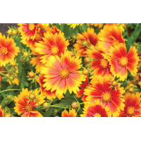 Coreopsis Uptick Gold and Bronze 72