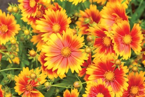 Coreopsis Uptick Gold and Bronze 72