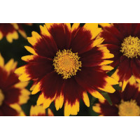 Coreopsis Uptick Red 21