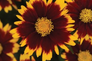 Coreopsis Uptick Red 21