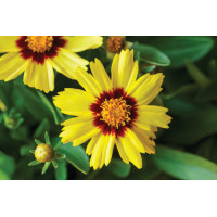 Coreopsis Uptick Yellow and Red 21