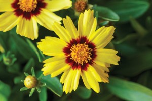 Coreopsis Uptick Yellow and Red 21