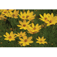 Coreopsis Zagreb 72