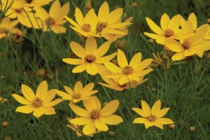 Coreopsis Zagreb 72