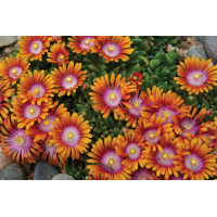 Delosperma Fire Spinner 72