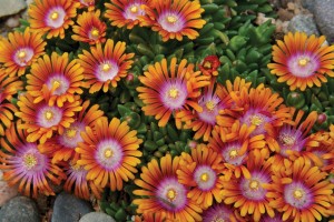 Delosperma Fire Spinner 21