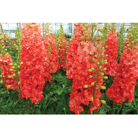 Delphinium Red Lark 21