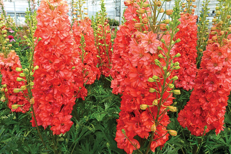Delphinium Red Lark 50
