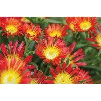 Delosperma Wheels of Wonder Fire Wonder 21