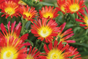 Delosperma Wheels of Wonder Fire Wonder 21