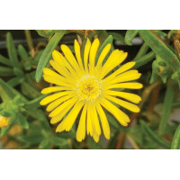 Delosperma Wheels of Wonder Golden Wonder 21