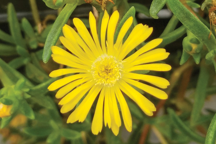 Delosperma Wheels of Wonder Golden Wonder 21