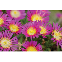 Delosperma Wheels of Wonder Hot Pink Wonder 72