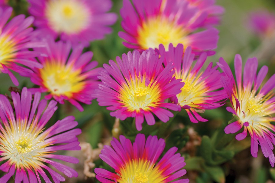 Delosperma Wheels of Wonder Hot Pink Wonder 72