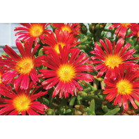 Delosperma Wheels of Wonder Hot Red Wonder 21