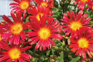 Delosperma Wheels of Wonder Hot Red Wonder 21